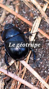 Le geotrupe plus communément appelé le bousier est un éléments essentiels de nos forêts ! Alors préservez le 😉 trop souvent écrasé sur le bord des chemins. | Samir Le Moine des Bois
