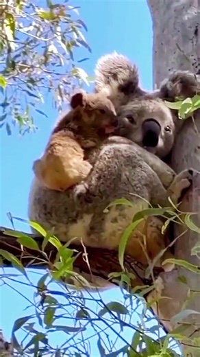 Wonderful life no TikTok