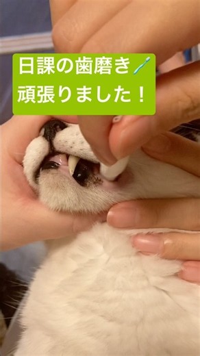 #猫 #お手入れ #歯磨き 2026/9/19