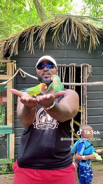 Experience Dolphin Cove Ocho Rios Magic