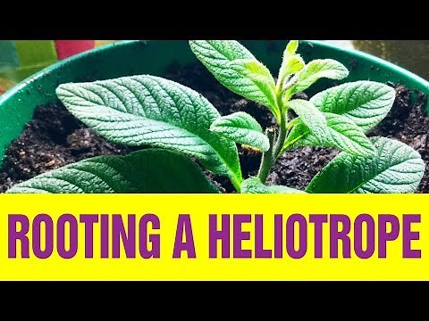 Rooting A Heliotrope