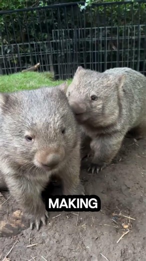 Wombats Have Armored Butts 😳🍑