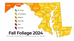 Thank you for following the Maryland Fall Foliage Report! We hope you enjoyed exploring Maryland’s vibrant leaf-peeping season. Take a moment to reflect on the season with this video showcasing the stunning progression of autumn across the state. Our next report will be posted next September! | Maryland Department of Natural Resources