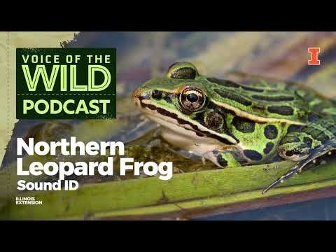 Episode 98: Northern Leopard Frog – Voice of the Wild