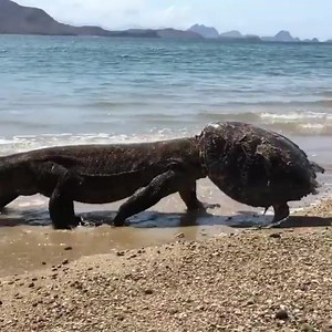 Which animals eat sea turtles? 😱😱😱 Adult sea turtles have few natural predators, one of them is monitor lizard. 🎥 Video via ManMadeDuckie on Reddit | Mai Khao Marine Turtle Foundation
