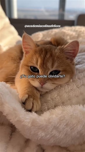 Mascotas / Consejos / Alimentación on Instagram: "Yo soy la persona más importante para mi michi. 🐈‍⬛ Las dos gatitas me reciben en la puerta. 🚪 ¿Y tu michi cómo te recibe? Cuéntamelo en los comentarios. Comparte y sígueme para más contenido sobre mascotas. 🐾 #mascotas #gatos #felinos #michis #amorfelino #lindogatito #mascotasfelices #amorgatuno"