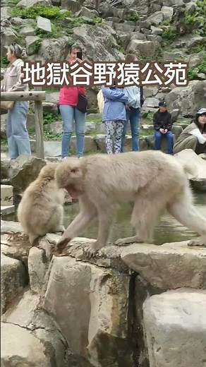 地獄谷野猿公苑 長野県 Snow Monkey Park in Nagano, Japan