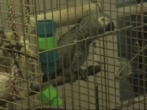 Perroquet qui parle: 150 phrases prononcées avec la voix humaine