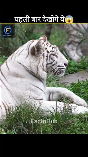 🐯 Tiger Facts That Will Blow Your Mind 😳🔥 #shorts #facts #viral