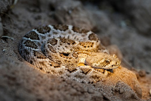 What Are the Most Dangerous Creatures in Joshua Tree?