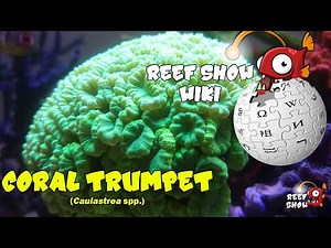 Reef Show Wiki: Coral Trumpet