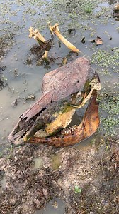 Not all findings at New Ranch are as pleasant. | Longhorn Lester's