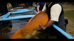 KOI AROUND THE WORLD - “The making of the Japanese koi industry.”...