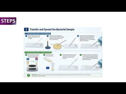 HOW TO PREPARE BACTERIA SMEAR