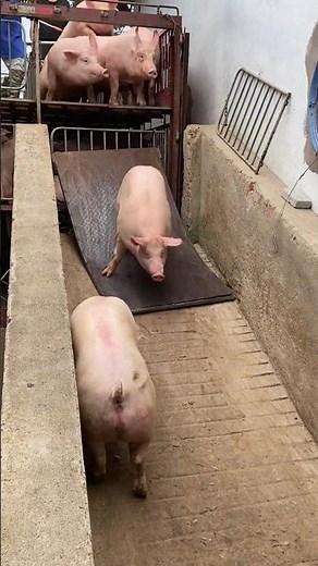 I Safely Loaded a Pig onto a Farm in JUST 10 Minutes