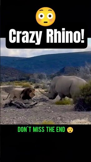 Crazy Rhino! #shorts #rhino