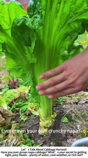 Harvesting Napa Cabbage – A Clean Cut for a Crunchy Crop! 🥬🔪