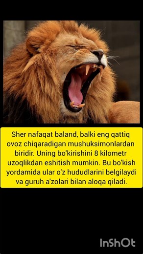 sher haqida qiziqarli fakt