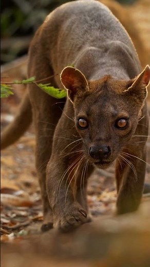 Unmasking the Agile Hunter of Madagascar: Secrets of the Fossa
