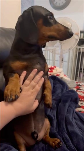 Dachshund so proud 👑👑❤️❤️🤣🤣
