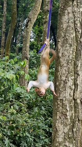 Little monkeys funny play🤣😂 . . . . . . . . . . . #LaughWithAnimals #littlemonkey #monkeyplay | Laugh with Animals