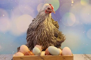 Easter Egger Chicken Breed - Everything You Need To Know
