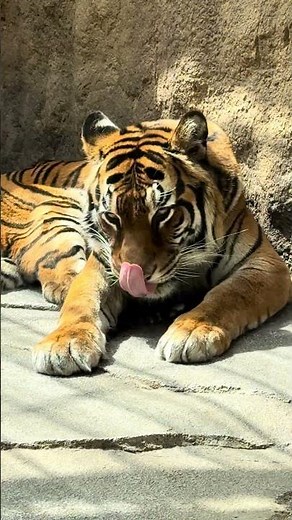 ベンガルトラのさわちゃん かみね動物園 IMG 7071