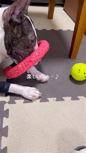 2026.5.19朝一の日課 #dog #ブルテリア #bullterrier #犬との暮らし