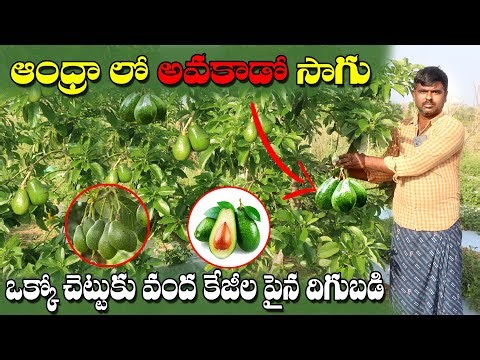 అవకాడో సాగుకు తెలుగు రాష్ట్రాలు అనుకూలమే | Avocado Farming in Telugu States | AgriTech Telugu