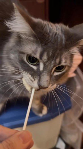 We Got a New Mic! Hear the Cutest Cat Sounds! 😻