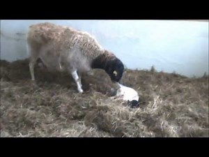 Dorper Sheep. The lambing process.