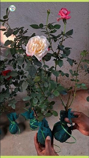 How to buy online roses #rosebuy #plantinfo #shorts