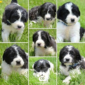 1K views · 149 reactions | Gorgeous litter of 12 Saint Berdoodles; should be 85-125 pounds full grown. CrockettDoodles.com #dog #puppy #doodlesofinstagram #stberdoodle | Springerdoodles | Facebook