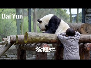 Panda "Bai Yun" and her keeper "Xu Ya Lin".#panda #pandalife #cute #cutepanda #sandiegozoo