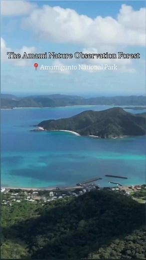 Escape the winter cold in Amami’s forest sanctuary 🌿 If you'd like to visit Amami Oshima, please leave a “✈️” in the comments! Looking for snow-free spots to explore this winter? Visit the Amami Nature Observation Forest on Amami Oshima Island. 🌳 This forest park is a mecca for birdwatching, attracting fans from around the world. It's also an ideal place for forest bathing and leisurely walks, with well-maintained paths that allow you to observe endemic flora and fauna, from plants to wild bir