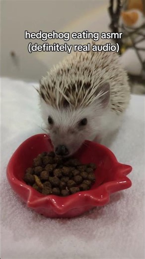 Hedgehog eating asmr