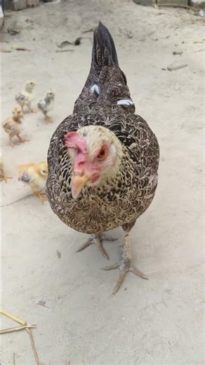 Real Life Egg Hatching 🥚🐣 Broody Hen Protecting and Raising Chicks