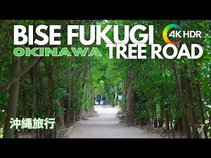 [ 沖縄旅行 ] Bise Fukugi Tree Road | 備瀬のフクギ並木 — The Enchanting Green Tunnel of Okinawa