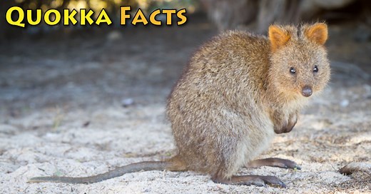 Quokka Facts, Pictures & Information. Learn About The 'Happiest Animal In The World'.