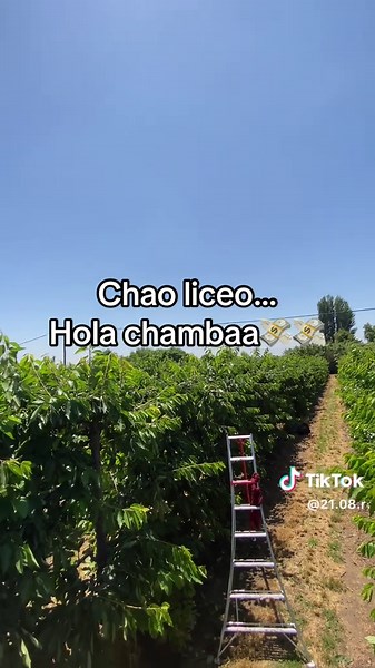 Chao Liceo, Hola Chamba: Embarcarse en Nuevas Vacaciones