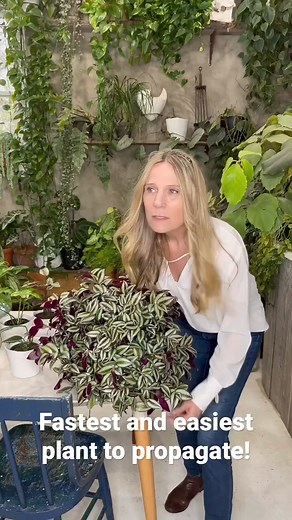 PLANTERINA! #plants #indoorplants #plantcare #planterina #planter #diy #fbreels #reels | Planterina