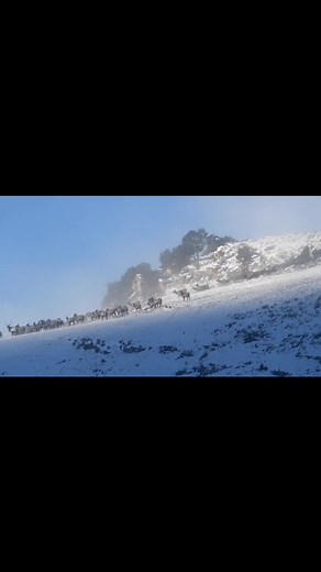 150K views · 6.5K reactions | Elk crossing onto the National Elk Refuge in Jackson Hole last winter... this was a sight to behold... | T. Lyn Neufeld Photography | Facebook