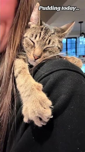 Cat Nap Time: Shoulder Snuggles Then and Now#cat #kitten #catlover #cuddle