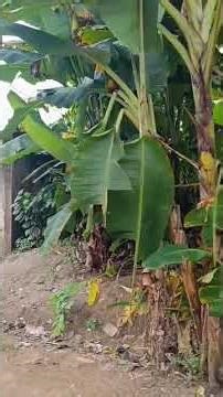 Real estate Ads 13 on Nsnigeria.net #short #realestate #landforsale #ads