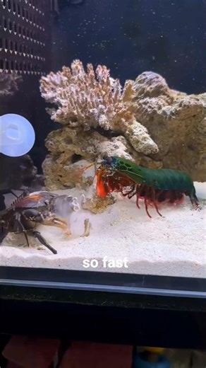 This Tiny Shrimp 🦐 Punches Faster Than a Bullet