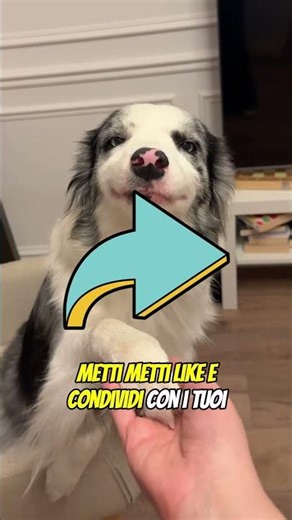 Un gatto nero è saltato su questa bara… Quello che è successo dopo non era reale 😱