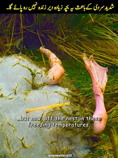 Survival of a Chilly Chick