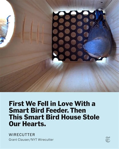 Bird feeders with smart cameras are already popular. Now there are smart bird houses, too. Because you know what’s even cuter than close-ups of birds munching away at the buffet? Baby birds. Bopping around in a little house. On a little nest. https://nyti.ms/3YTzP2t | The New York Times