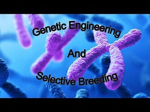 What is Selective Breeding and Genetic Engineering?