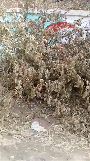 38K views · 1.1K reactions | Djamel Gr on Reels | Facebook